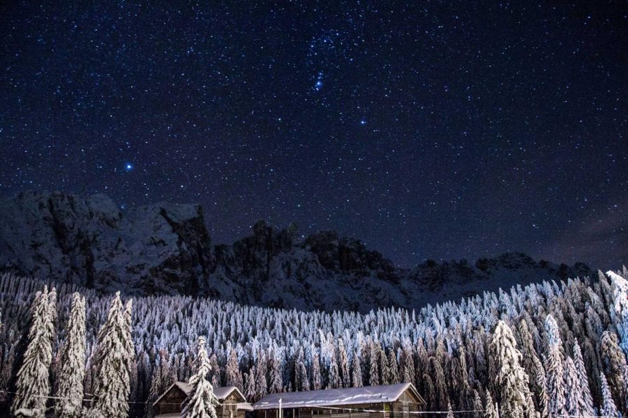 snow-covered trees and a starry night sky