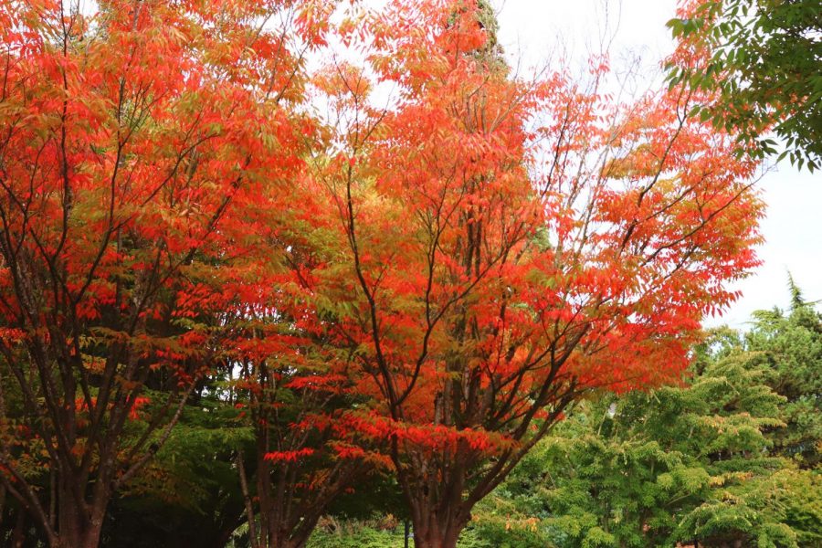 Red fall tree