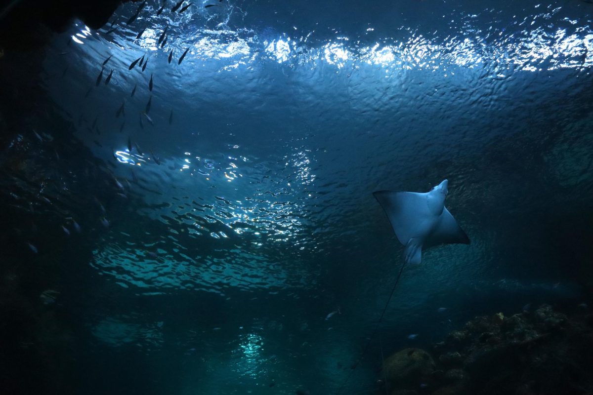 Spotted eagle ray swimming in The Reef.