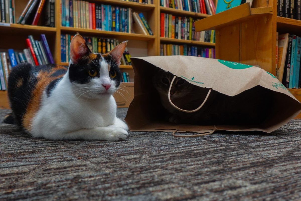 Two cats find comfort on the floor at Twice Sold Tales, one nestled inside a bag, with rows of bookshelves creating a cozy scene behind them.