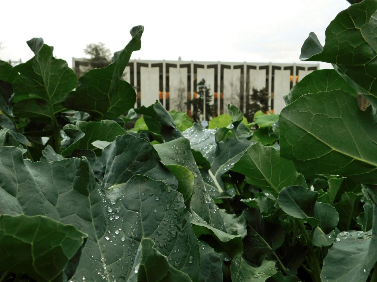 Kale grows in a planter facing the Lemieux Library.