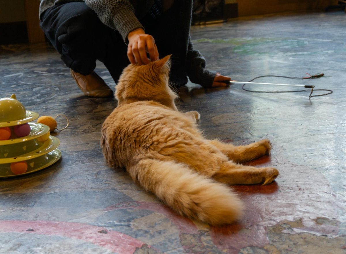 A relaxed cat enjoys gentle pets while lying on the floor.