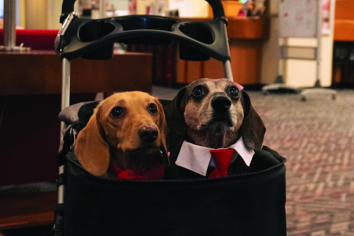 Twix (left) and Rolo (right) sit in their stroller.